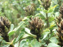 Otholobium bracteolatum fruit